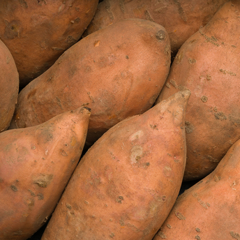 Image de Patate douce, Espagne 1