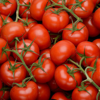 Image de Tomate ronde en grappe, segment Les grappes, catégorie Extra, France 1