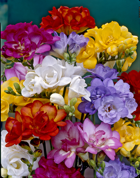 as Freesias U Prestige Double Mélange Calibre 5/6 X20