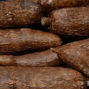 Image de Manioc, Costa Rica 500