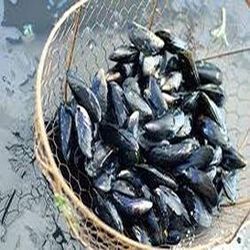 Moules De Bouchot Elevage Origine Manche Bricqueville Sur Mer Super U Hyper U U Express