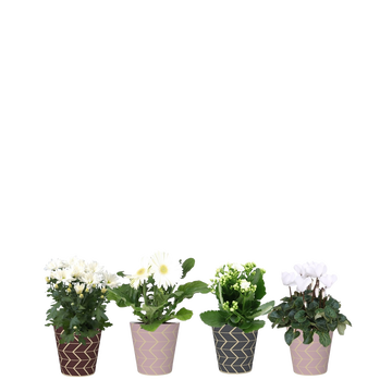 Mix Plantes Fleuries , Potcover 12cm, Haut.30/31cm, Pays-bas