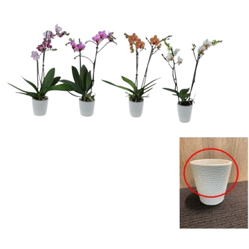 as Phalaenopsis 2 Tiges, Pot 9cm, Céramique, Hauteur 43/55cm, Pays-bas