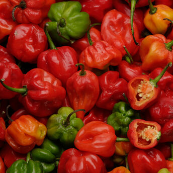 Image de Piment antillais Maroc 50