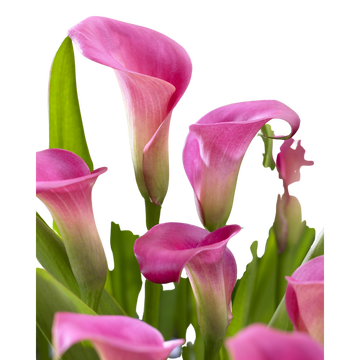 as Arum Zantedeschias U Calibre 14/16 Rose X2