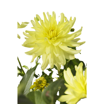 Lemon Bulbes Dahlia Cactus Nain Lemon Tree U Prestige X1
