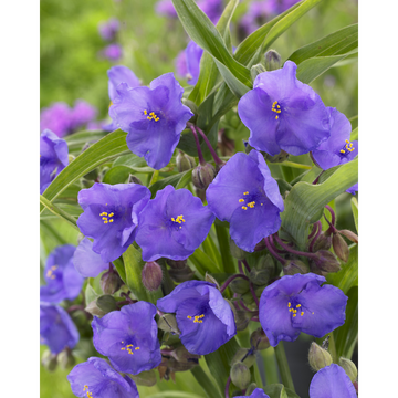 as Tradescantias U Bleu X2-en Filet