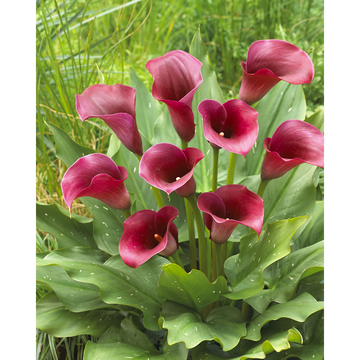 as Arum Zantedeschias U Calibre 14/16 Rouge X2