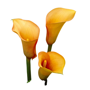 as Arum Zantedeschias U Calibre 14/16 Orange X2