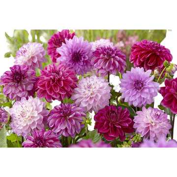 as Dahlias Passion Mauve U Prestige Calibre 1 X3
