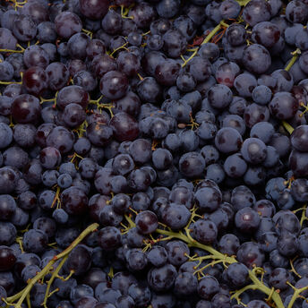 Image de Raisin noir Alphonse Lavallée, catégorie 1, France 500