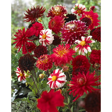 as Bulbes Dahlia Passion Rouge U Prestige Calibre 1 X3