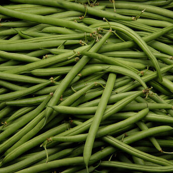 Image de Haricot vert, calibre fin, Maroc 500