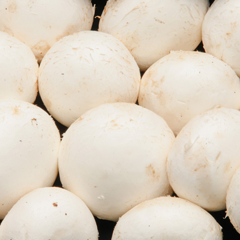 Image de Champignon blanc pied coupé à farcir, calibre gros, France 500