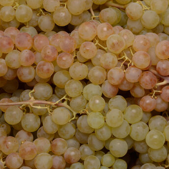 Image de Raisin blanc, Aledo, catégorie 1, Espagne 500