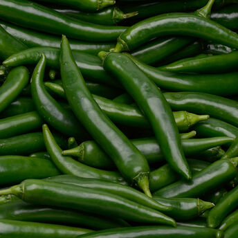 Image de Piment vert, Maroc 50