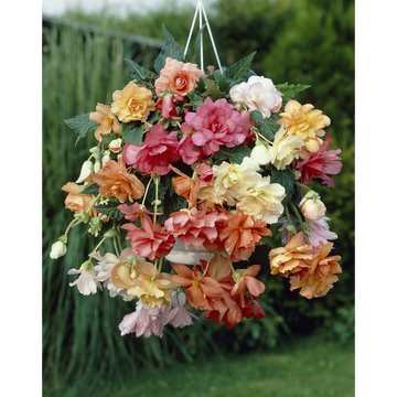 as Begonias Pendulas En Melange U Calibre 5/6 X5