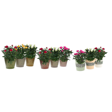 as Mini Rosier, Pot 13cm, Zinc, Hauteur 30/35cm, Pays-bas