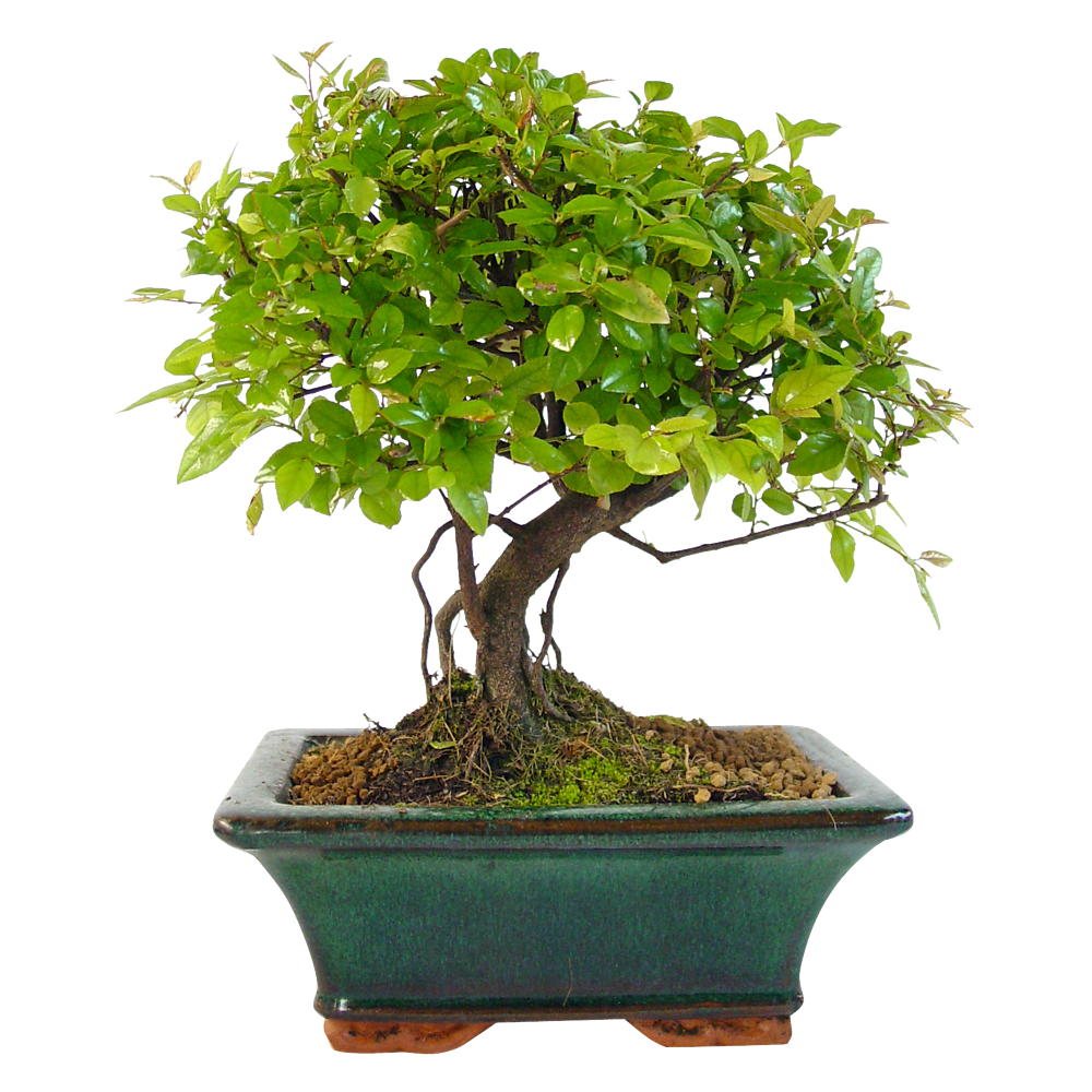 Pot Bonsaï Ovale Avec Soucoupe - Grès Beige Clair, 26x21x7,5 Cm, Trous Drainage, Yixing - 3