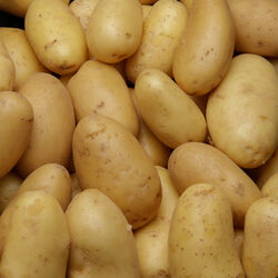 Pomme De Terre Ostara De Consommation Bio Calibre 28mm France Super U Hyper U U Express