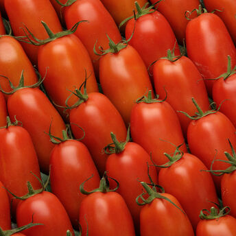 Image de Tomate allongée, segment Les allongées, Torino, SAVEOL, calibre 47/57,catégorie 1, France à la