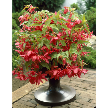 as Begonia Pendulas U Prestige Rose Calibre 4/5 X3
