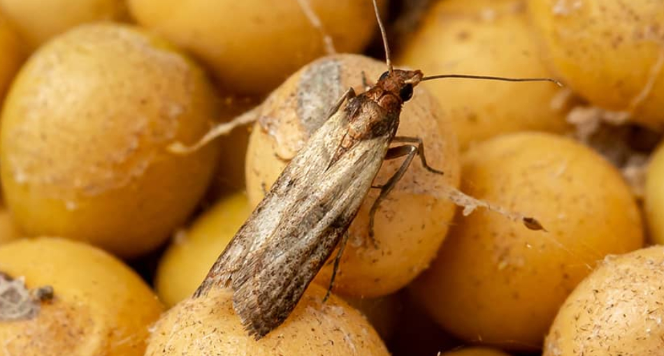 Se débarrasser des mites alimentaires