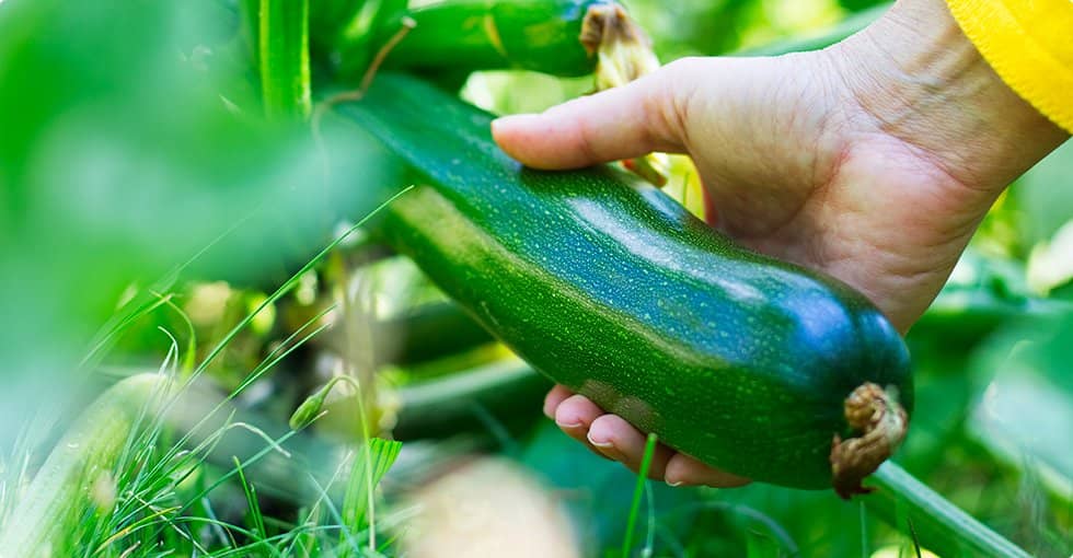 La courgette
