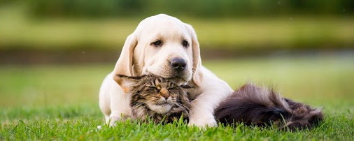 animaux