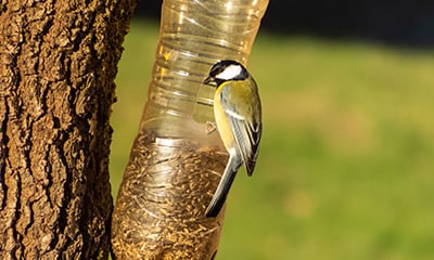 mangeoire à oiseaux