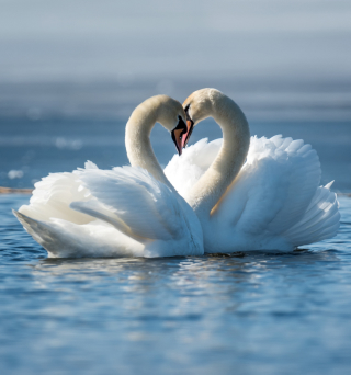 Saint-Valentin anglaise
