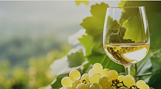 Tout savoir sur les vins blancs