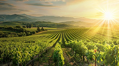 Liste des vignobles de France
