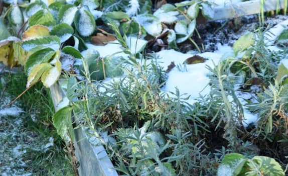 Les plantations d’hiver