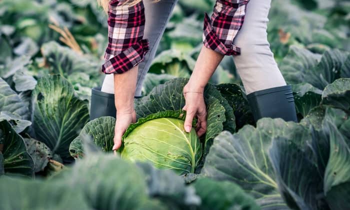 Fermier cueillant le chou au champ agricole