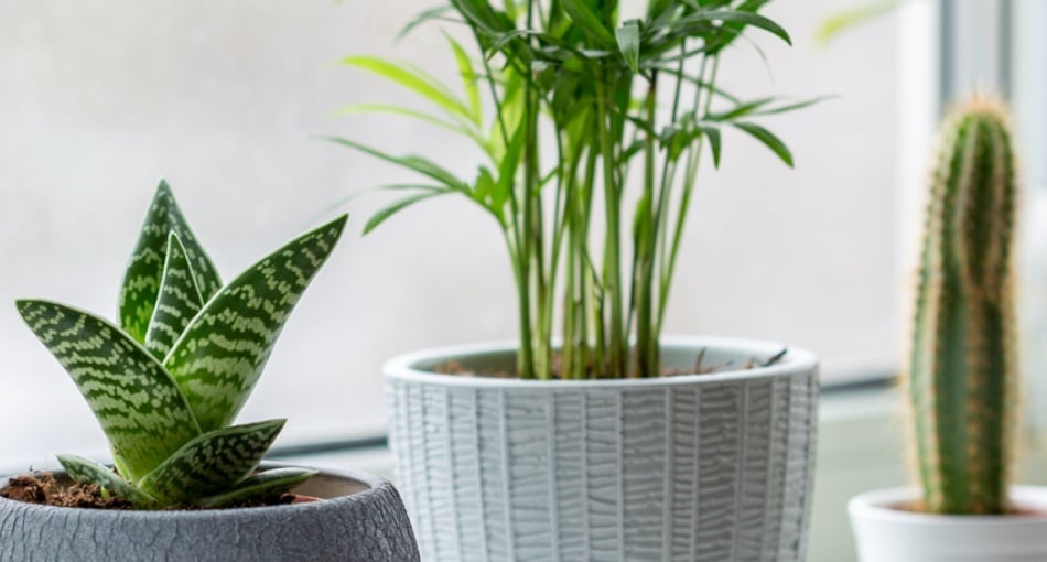 plantes intérieures