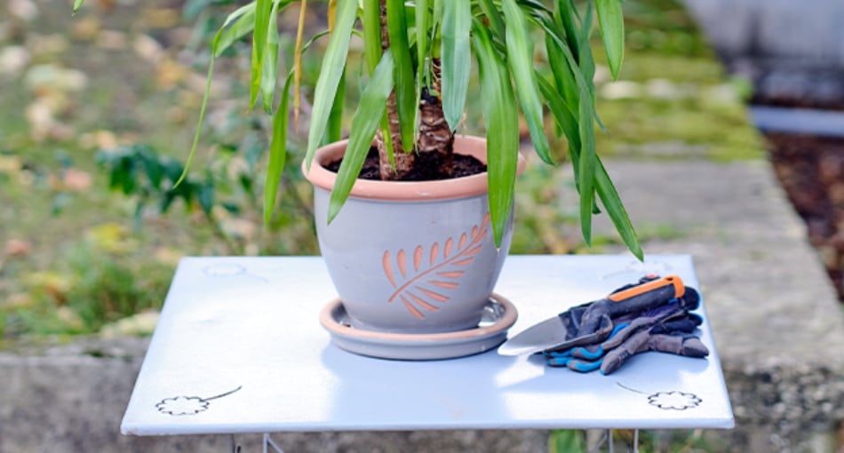 rempoter ses plantes