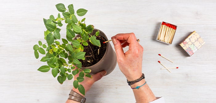 DIY 5 astuces moucherons I Courses U
