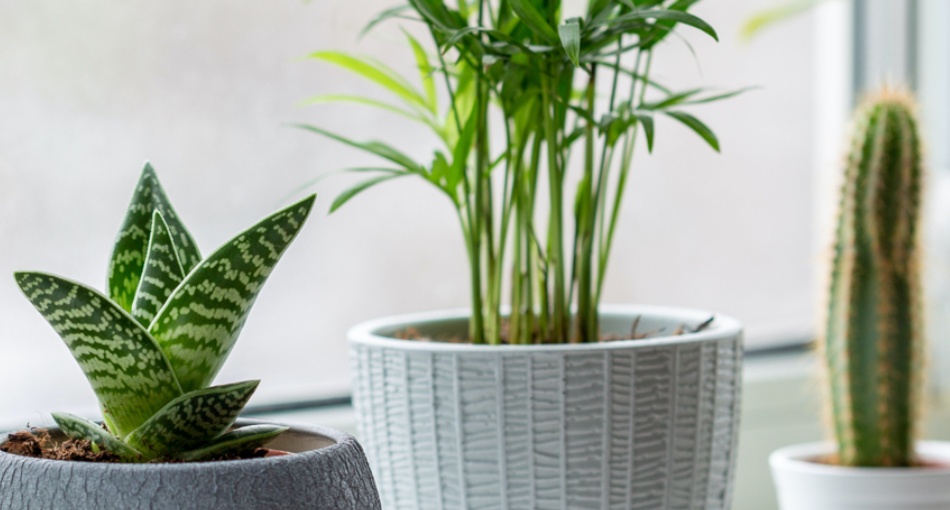plantes intérieures