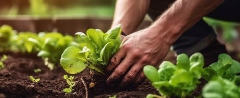 récolte du printemps