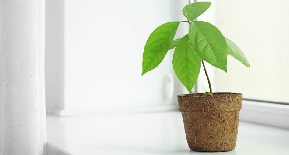 astuce rempoter un avocat germé