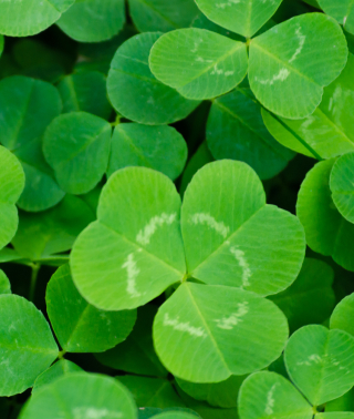 Symbole de la Saint-Patrick