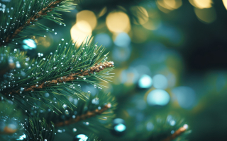 sapins de noel