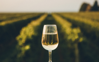 vin blanc Bordeaux