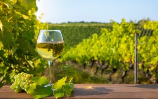 vin blanc Rhône