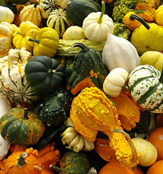 la courge