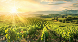 vignobles de France