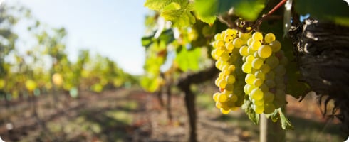 cépage italien vin blanc