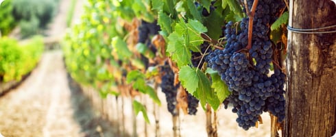 cépage italien vin rouge