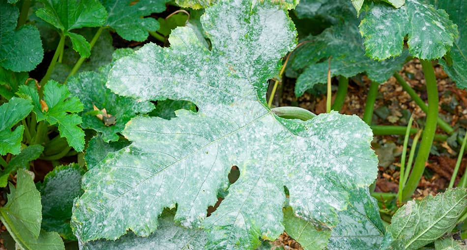 Soigner plantes